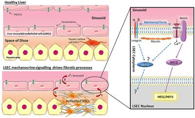 Does Mechanocrine Signaling by Liver Sinusoidal Endothelial Cells Offer New Opportunities for the Development of Anti-fibrotics?